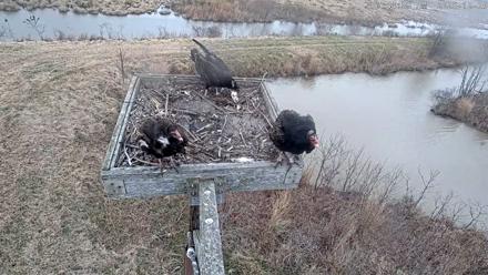 Blackwater Wildlife Refuge Ospreys Live Cam - Dec 29, 2025, 7:45am EST