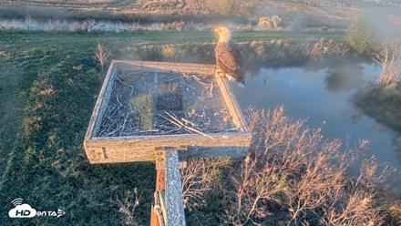 Blackwater Wildlife Refuge Ospreys Live Cam - Oct 17, 2026, 6:13pm EDT