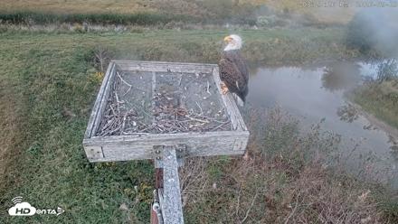 Blackwater Wildlife Refuge Ospreys Live Cam - Sep 29, 2026, 3:24pm EDT