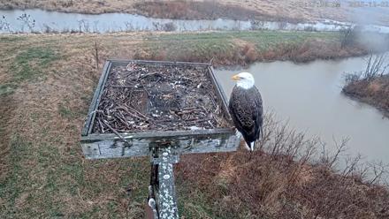 Blackwater Wildlife Refuge Ospreys Live Cam - Dec 2, 2025, 8:28am EST