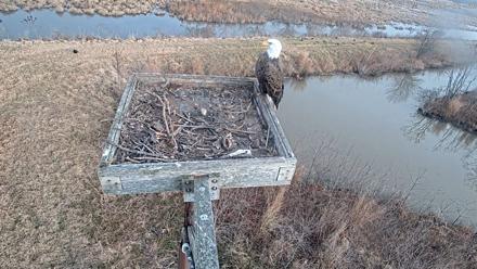 Blackwater Wildlife Refuge Ospreys Live Cam - Jan 6, 2026, 9:17am EST