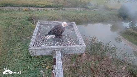 Blackwater Wildlife Refuge Ospreys Live Cam - Sep 23, 2026, 5:44pm EDT
