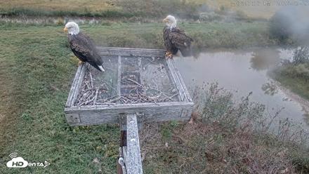 Blackwater Wildlife Refuge Ospreys Live Cam - Sep 28, 2026, 3:18pm EDT