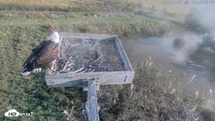 Blackwater Wildlife Refuge Ospreys Live Cam - Sep 25, 2026, 8:35am EDT