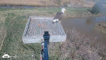 Blackwater Wildlife Refuge Ospreys Live Cam - Oct 20, 2026, 1:31pm EDT