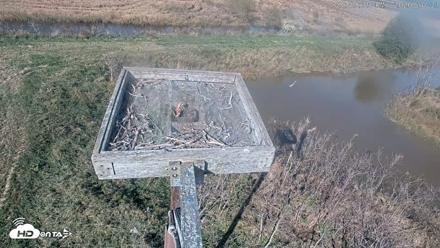 Blackwater Wildlife Refuge Ospreys Live Cam - Oct 21, 2026, 3:10pm EDT
