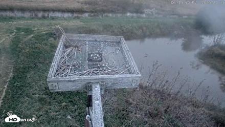 Blackwater Wildlife Refuge Ospreys Live Cam - Oct 15, 2026, 6:40pm EDT