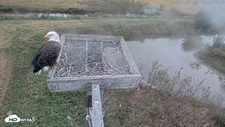 Blackwater Wildlife Refuge Ospreys Live Cam - Oct 3, 2026, 9:10am EDT