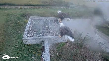 Blackwater Wildlife Refuge Ospreys Live Cam - Sep 26, 2026, 6:59am EDT