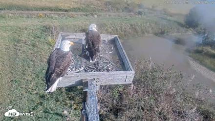 Blackwater Wildlife Refuge Ospreys Live Cam - Sep 25, 2026, 9:45am EDT