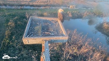 Blackwater Wildlife Refuge Ospreys Live Cam - Oct 25, 2026, 5:57pm EDT