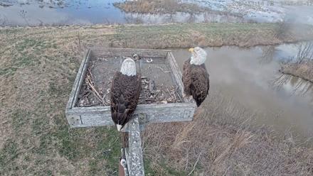 Blackwater Wildlife Refuge Ospreys Live Cam - Mar 17, 2026, 3:53pm EDT