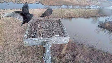 Blackwater Wildlife Refuge Ospreys Live Cam - Jan 6, 2026, 9:27am EST