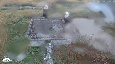 Blackwater Wildlife Refuge Ospreys Live Cam - Oct 3, 2026, 4:30pm EDT