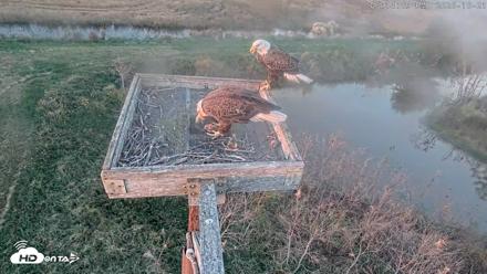 Blackwater Wildlife Refuge Ospreys Live Cam - Oct 21, 2026, 6:15pm EDT