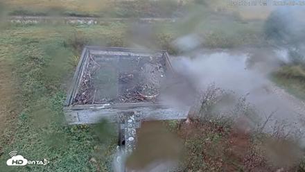 Blackwater Wildlife Refuge Ospreys Live Cam - Sep 26, 2026, 6:34pm EDT