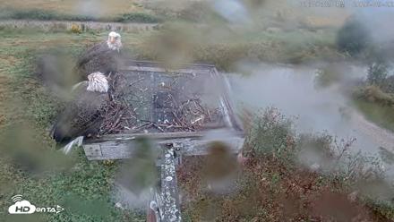 Blackwater Wildlife Refuge Ospreys Live Cam - Sep 22, 2026, 1:10pm EDT
