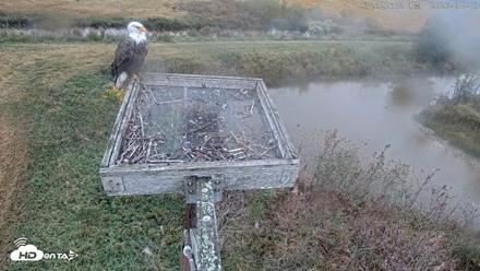 Blackwater Wildlife Refuge Ospreys Live Cam - Oct 3, 2026, 12:22pm EDT