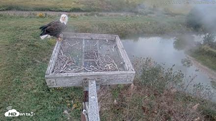 Blackwater Wildlife Refuge Ospreys Live Cam - Sep 23, 2026, 5:23pm EDT