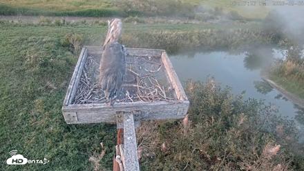 Blackwater Wildlife Refuge Ospreys Live Cam - Sep 8, 2026, 7:08pm EDT