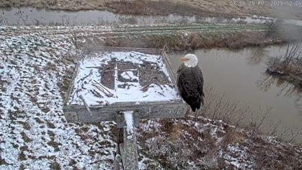 Blackwater Wildlife Refuge Ospreys Live Cam - Dec 5, 2025, 3:35pm EST