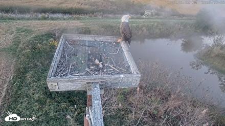 Blackwater Wildlife Refuge Ospreys Live Cam - Oct 8, 2026, 6:43pm EDT