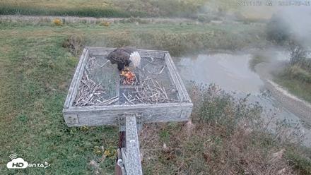 Blackwater Wildlife Refuge Ospreys Live Cam - Sep 21, 2026, 8:12am EDT