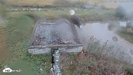 Blackwater Wildlife Refuge Ospreys Live Cam - Sep 27, 2026, 10:44am EDT