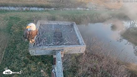 Blackwater Wildlife Refuge Ospreys Live Cam - Oct 14, 2026, 7:37am EDT