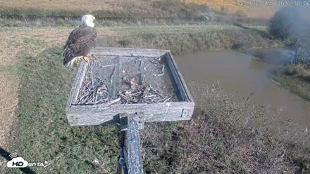 Blackwater Wildlife Refuge Ospreys Live Cam - Oct 6, 2026, 10:14am EDT