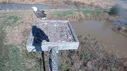 Blackwater Wildlife Refuge Ospreys Live Cam - Oct 23, 2025, 12:36pm EDT