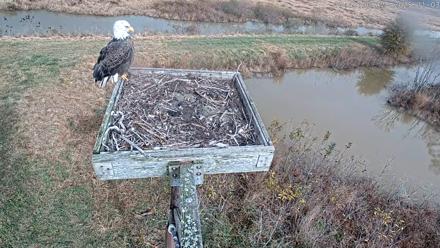 Blackwater Wildlife Refuge Ospreys Live Cam - Nov 3, 2025, 10:48am EST