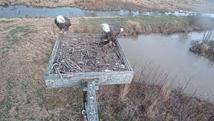 Blackwater Wildlife Refuge Ospreys Live Cam - Dec 10, 2025, 10:00am EST