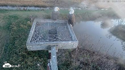 Blackwater Wildlife Refuge Ospreys Live Cam - Oct 19, 2026, 7:11am EDT