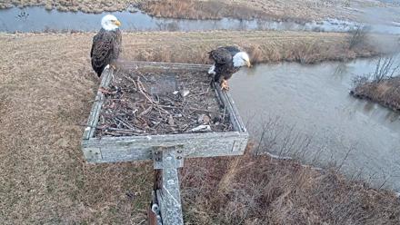 Blackwater Wildlife Refuge Ospreys Live Cam - Jan 5, 2026, 9:17am EST