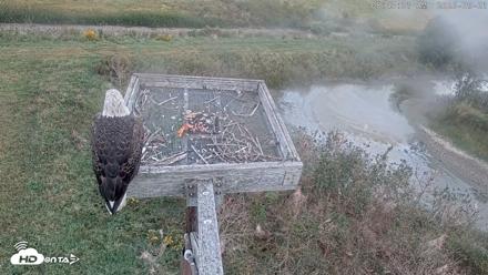 Blackwater Wildlife Refuge Ospreys Live Cam - Sep 21, 2026, 8:47am EDT