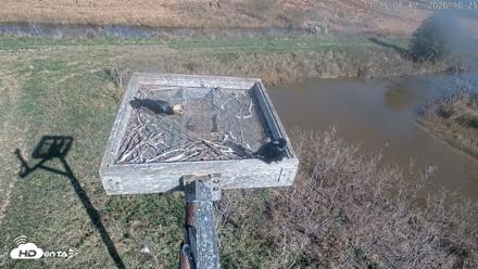 Blackwater Wildlife Refuge Ospreys Live Cam - Oct 25, 2026, 11:15am EDT
