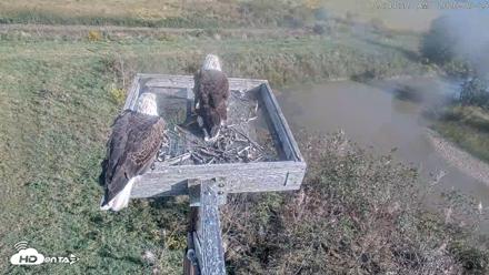 Blackwater Wildlife Refuge Ospreys Live Cam - Sep 25, 2026, 9:45am EDT