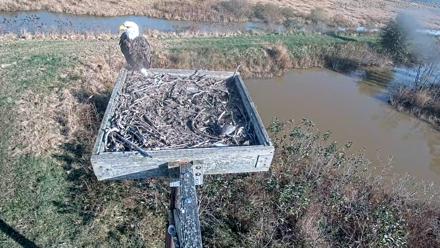 Blackwater Wildlife Refuge Ospreys Live Cam - Oct 22, 2025, 9:43am EDT