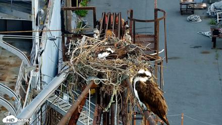 Golden Gate Ospreys Live Crane Cam - Apr 16, 2026, 7:03am PDT
