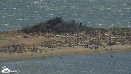 Golden Gate Ospreys Live Crane Cam - Jul 24, 2026, 2:53pm PDT