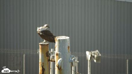 Golden Gate Ospreys Live Crane Cam - May 12, 2026, 5:42pm PDT