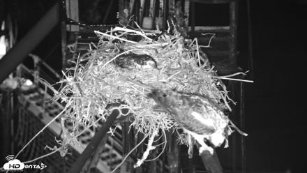 Golden Gate Ospreys Live Crane Cam - Apr 22, 2026, 5:54am PDT