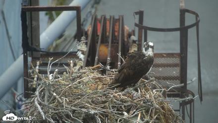 Golden Gate Ospreys Live Crane Cam - Jun 23, 2026, 8:49am PDT