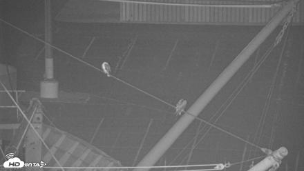 Golden Gate Ospreys Live Crane Cam - Jun 6, 2026, 10:50pm PDT