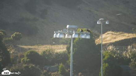 Golden Gate Ospreys Live Crane Cam - Jun 27, 2026, 6:13pm PDT