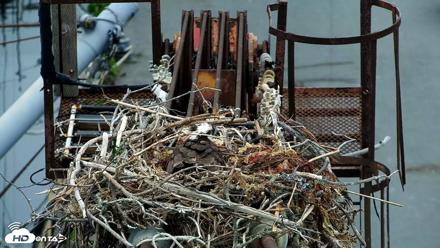 Golden Gate Ospreys Live Crane Cam - May 7, 2026, 7:43am PDT
