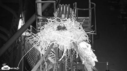 Golden Gate Ospreys Live Crane Cam - Apr 23, 2026, 4:23am PDT