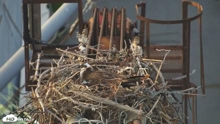 Golden Gate Ospreys Live Crane Cam - Apr 22, 2026, 8:06pm PDT