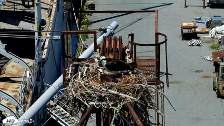 Golden Gate Ospreys Live Crane Cam - May 6, 2026, 1:41pm PDT